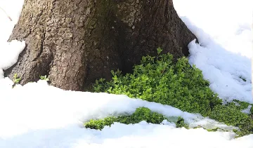 Вижда ви се топло? Не, идва як сняг