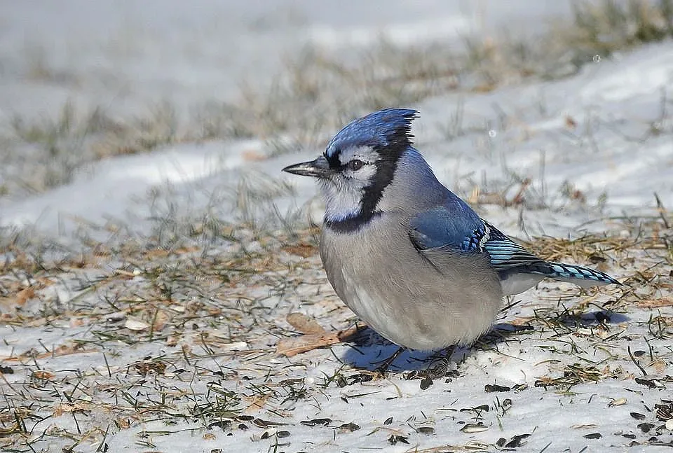 Голямо затопляне на времето, но вече се видя кога иде новият сняг