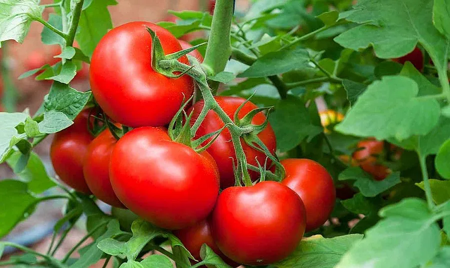 Специалист посочи колко точно вредни може да са доматите