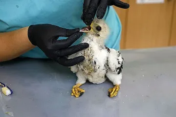 Огънят в Сакар взе невинни жертви