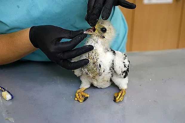Огънят в Сакар взе невинни жертви