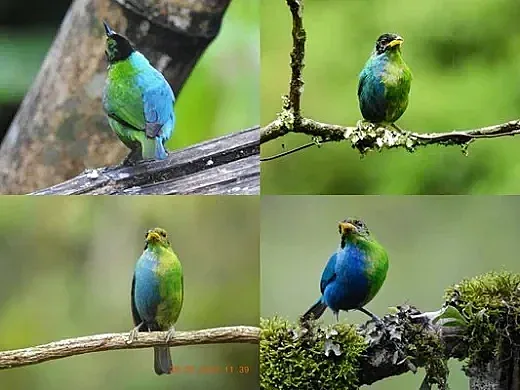 Цял свят говори за тази птица. Причината