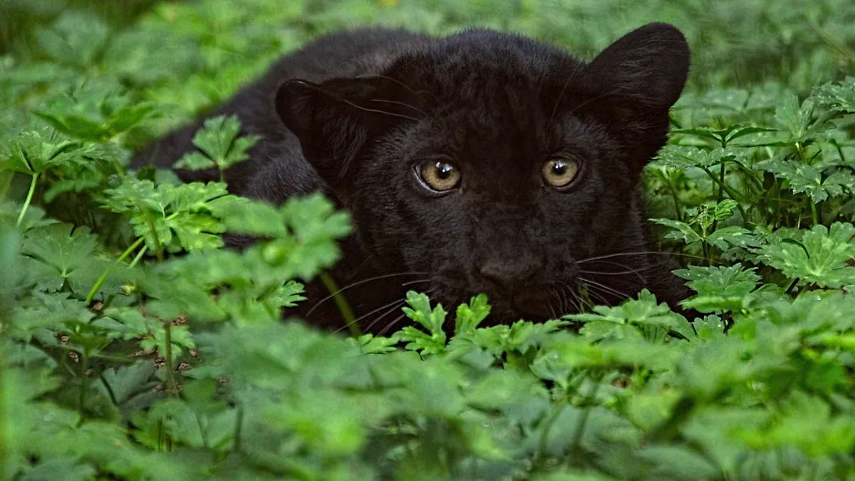 Нова драма с черния леопард! Спаси ли се