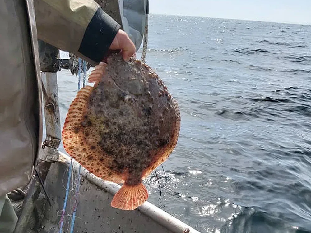 Чудо в морето. Рибарите ликуват