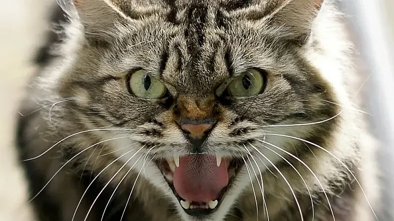 Хванаха котка човекоядец