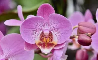 Как да подхранвате орхидеите у дома, за да цъфтят много бързо