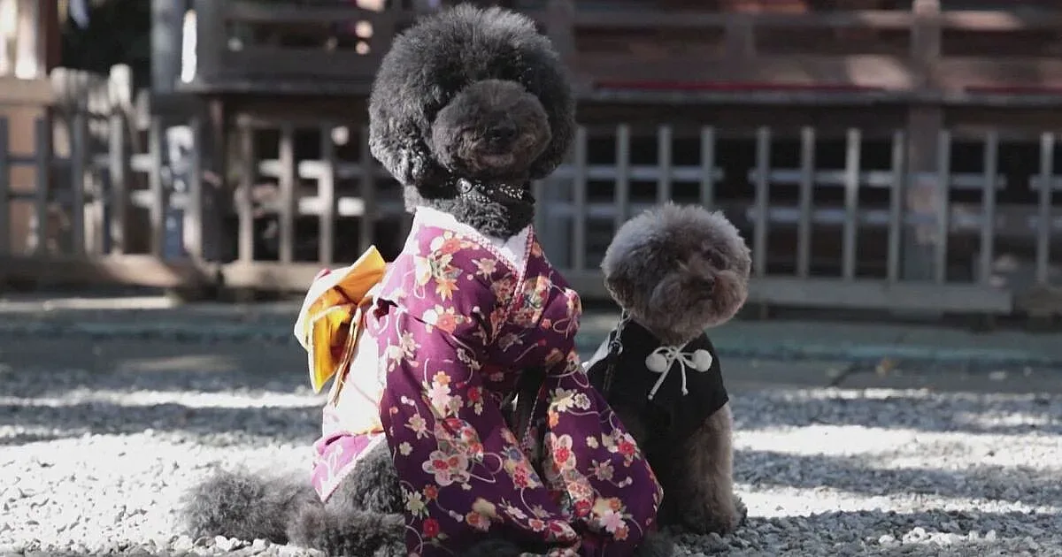 Вижте какво куче да си вземете според зодията