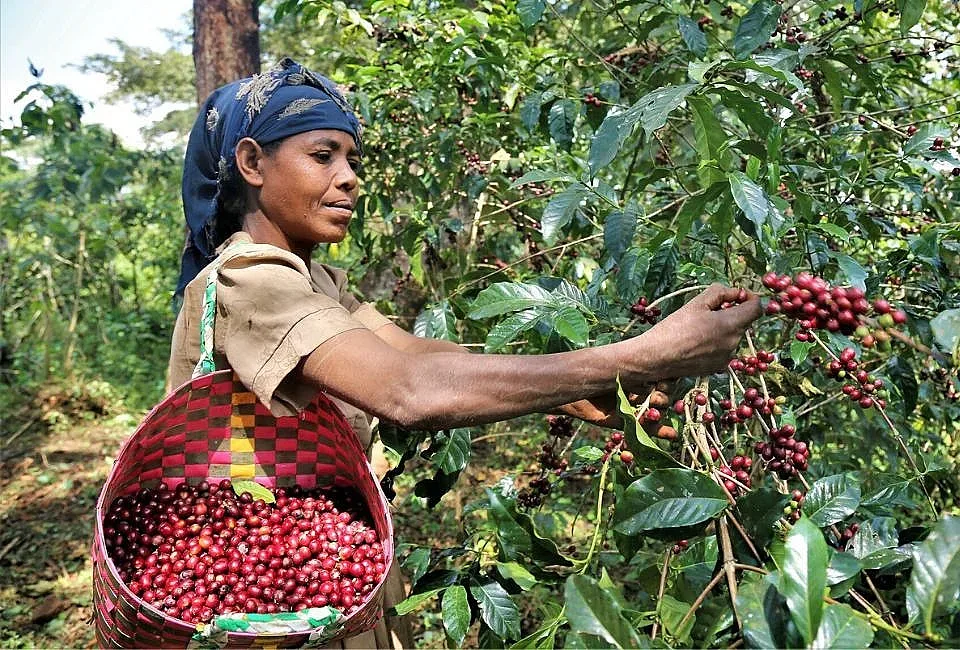 Европа забравя за африканското кафе, ето я причината