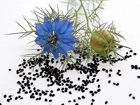 Висок холестерол. Това растение го смъква