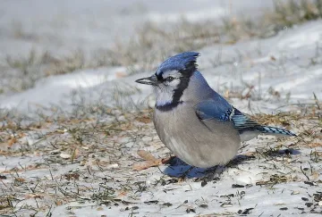 След снежния ад времето се променя, вижте прогнозата за седмицата