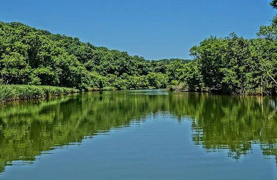 Лъвската глава е кадем на резерват "Ропотамо"