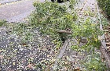 Дърво падна на централен булевард в Димитровград. Причината