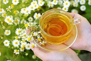 Чай от лайка. За какво помага?