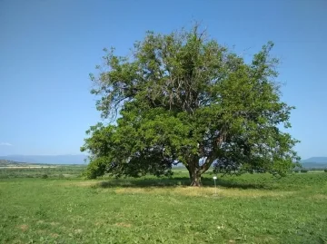 Вековно дърво скрито в безлюден хълм