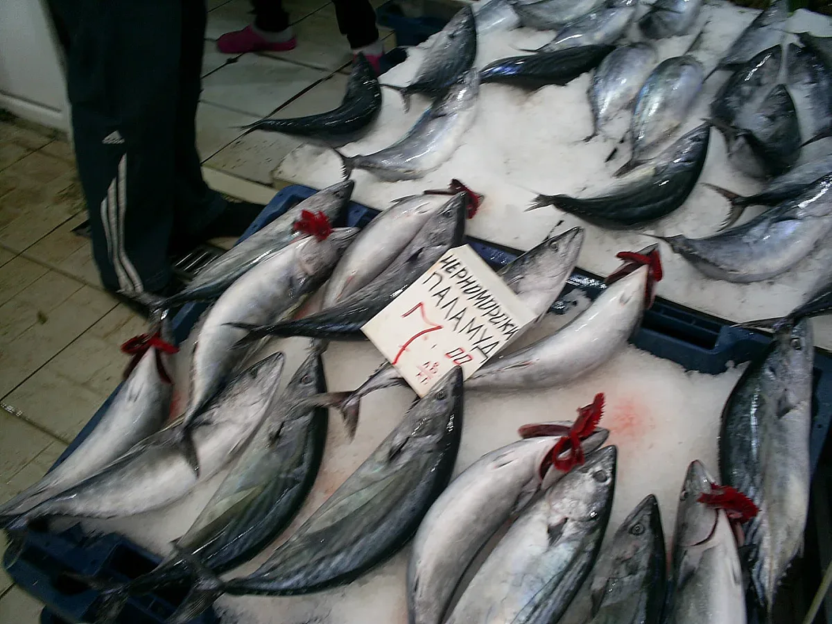 Нова драма в морето. Рибата изчезна