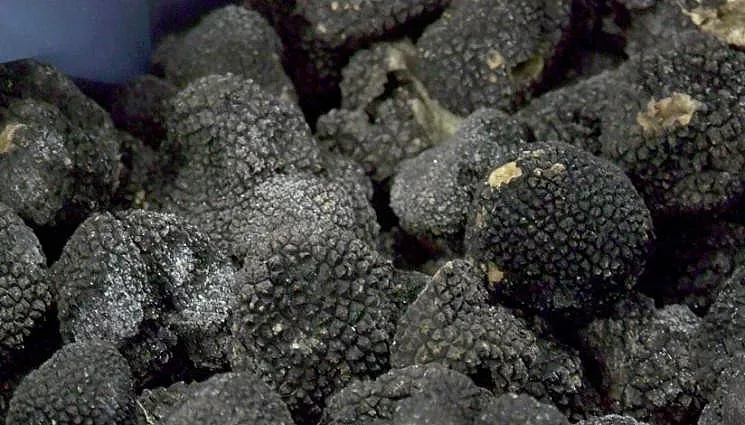 Изкарват до 2 бона на ден от новото злато на Родопите