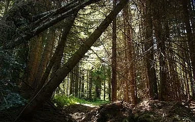 Как се образува "Пияната гора"