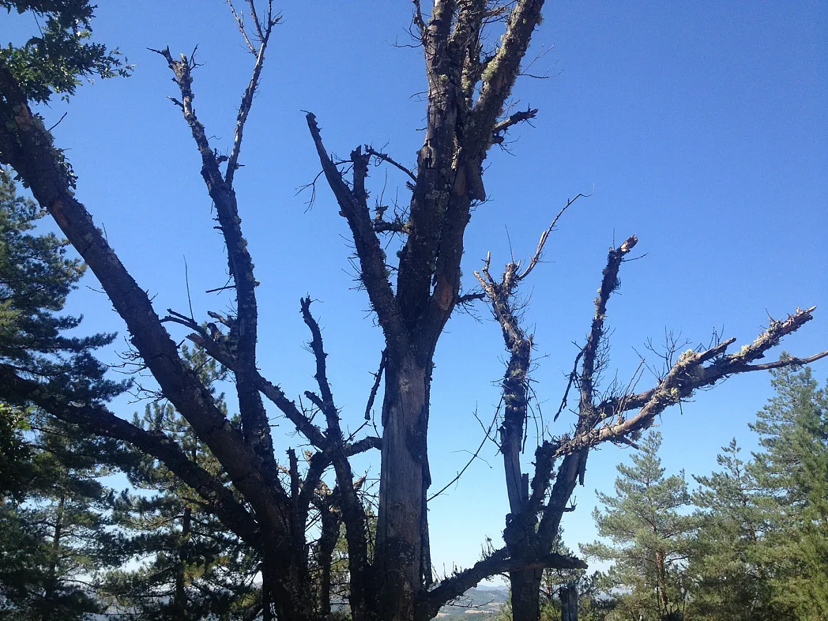Уникалното дърво, което България губи