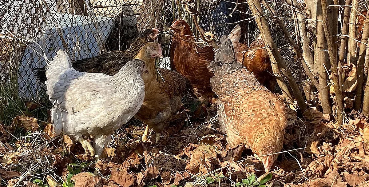 20% от кокошките у нас под ножа