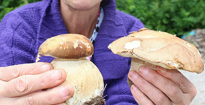 Стягат примката за гъбари и билкари
