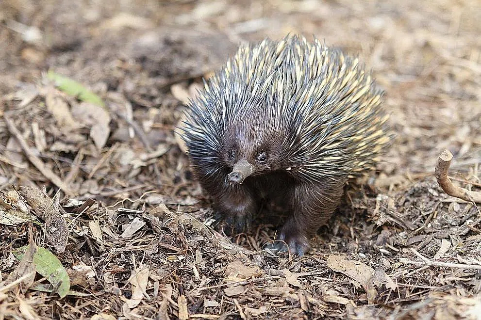Изненада! Откриха отново вид животно, смятано за изчезнало