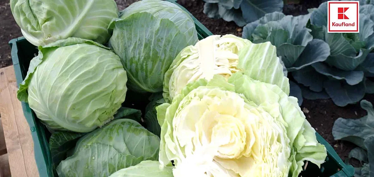 Kaufland: 100% от зелето, продавано във веригата в сезон, е българско