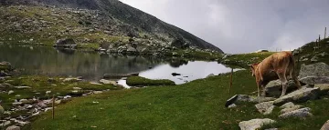 Царството на мъховете! Къде у нас има над 300 вида?