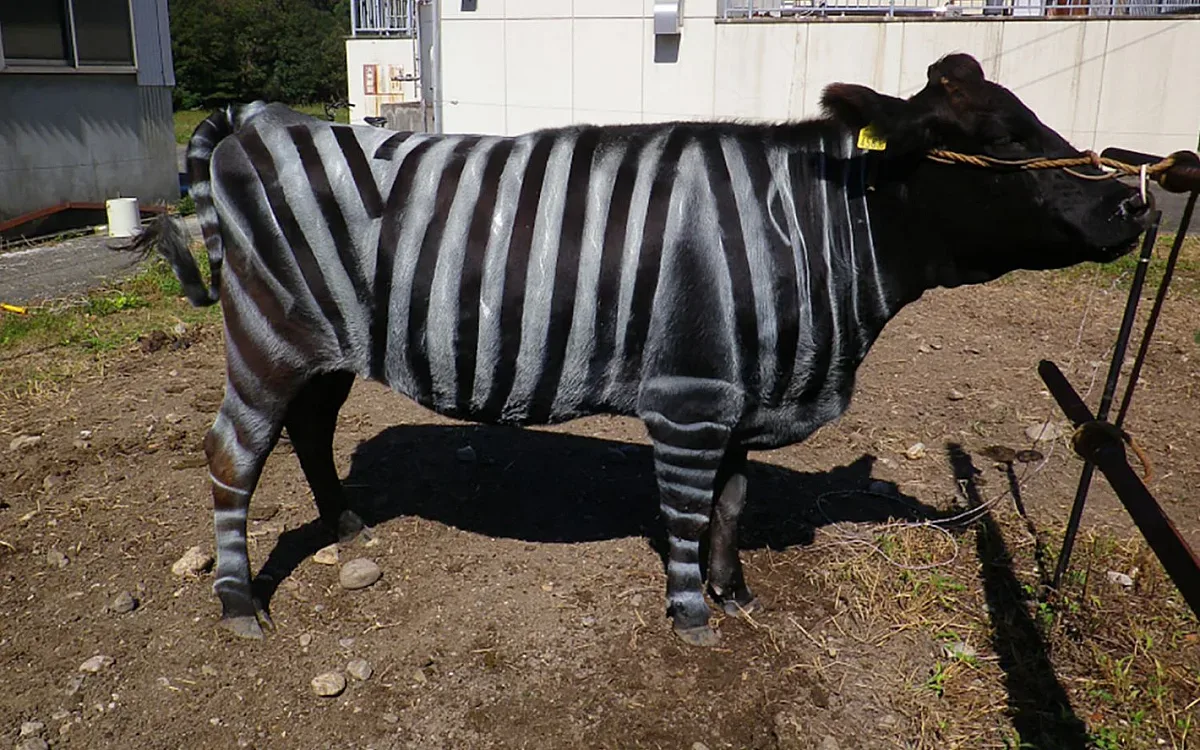 Как кравите станаха зебри. Един уникален експеримент