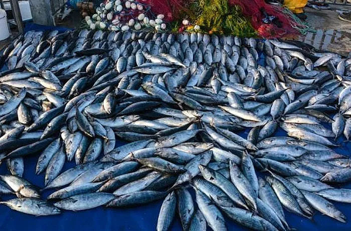 Топлото време изгони паламуда. Как да познаем пресния