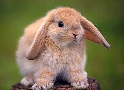 Нова мода в домашните любимци. Децата полудяха