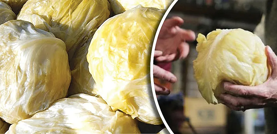 Най-доброто кисело зеле става с Кьосе