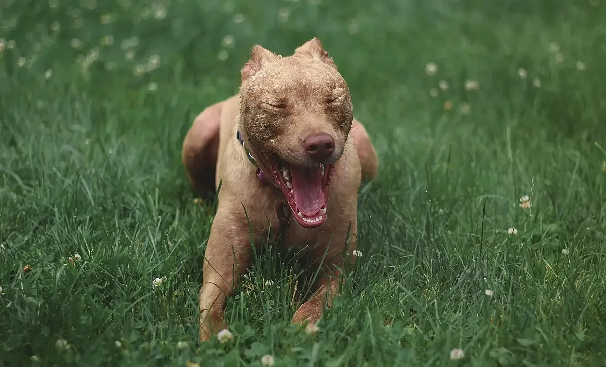 Жесток инцидент с 3 питбула! Мъж е нахапан, кучето му загина