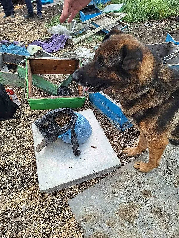 Кучето Бим откри канабис в кошери