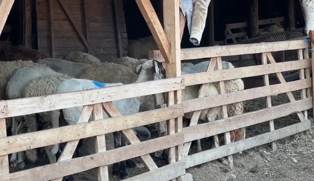 Шарка блокира България. Забрана за движение на овце и кози