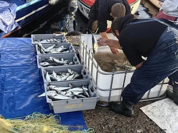 Голяма радост споходи рибарите! Морето завря