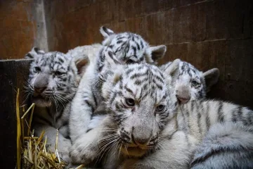 Ново от български зоопарк. Какви животинчета се родиха