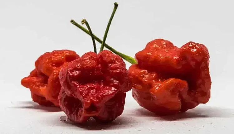 Експерт създаде най-лютата чушка