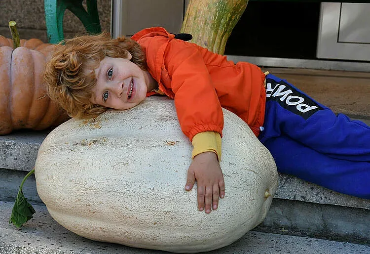 Сезонът на тиквите. Колко тежи най-голямата?