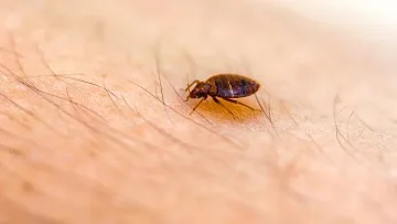 Нашествие! След Париж дървениците атакуват друг мегаполис