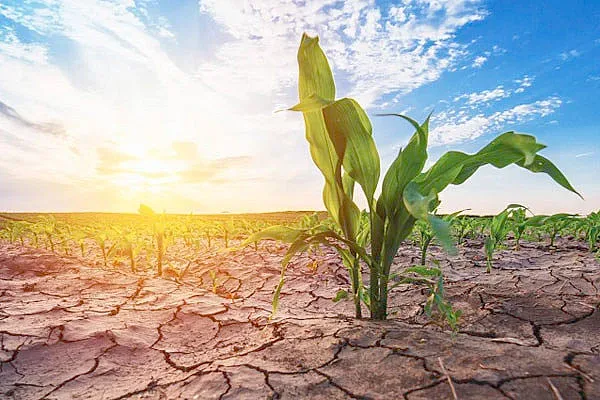 Уникално! Цвете забавя глобалното затопляне и лекува страшна болест