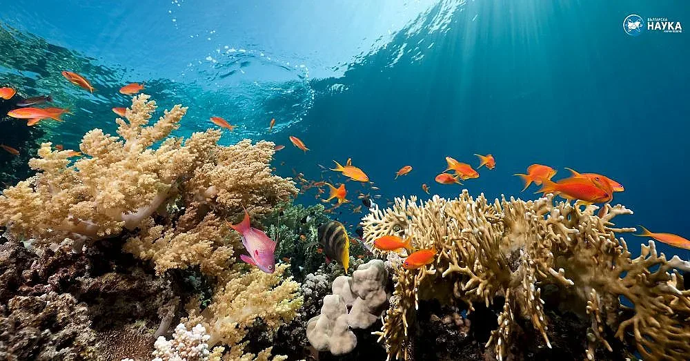 Китайски учени сензационно! Коралите изчезват от света