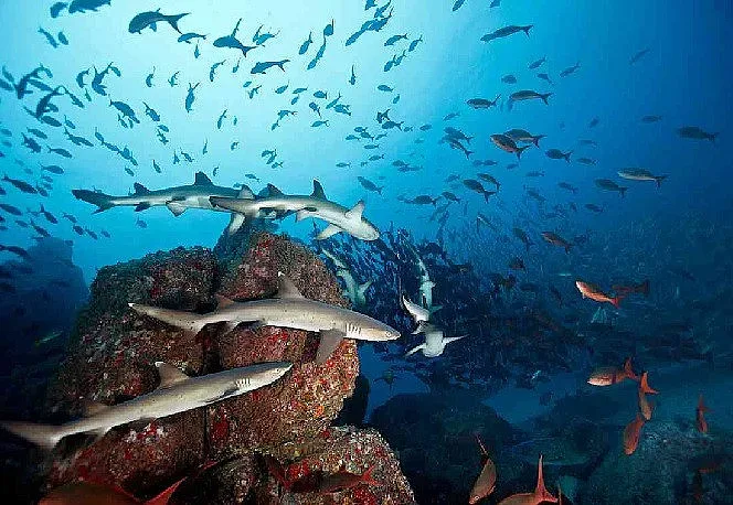 Изпитание за екологията. Нова опасност за Тихия океан