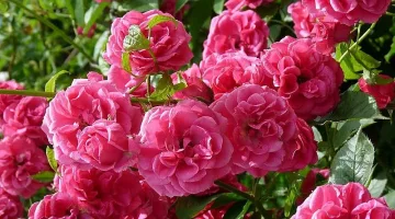 Гордост за България! Нова розоварна, къде