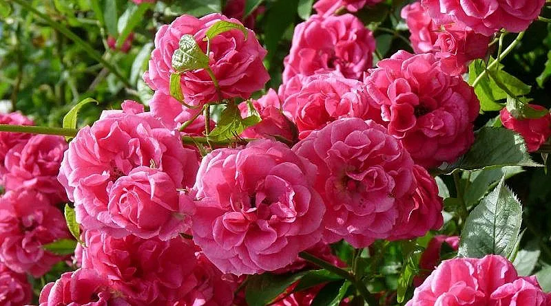 Гордост за България! Нова розоварна, къде