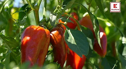 По какво се разпознава качествената чушка