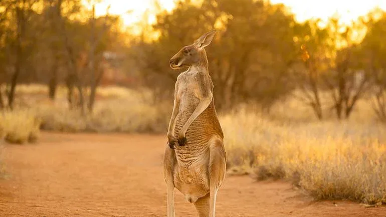 Кенгуру беглец в Германия