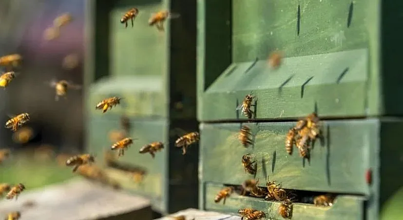 Vivacom и „Сенсато“ - устойчиво пчеларство в симбиоза с технологиите