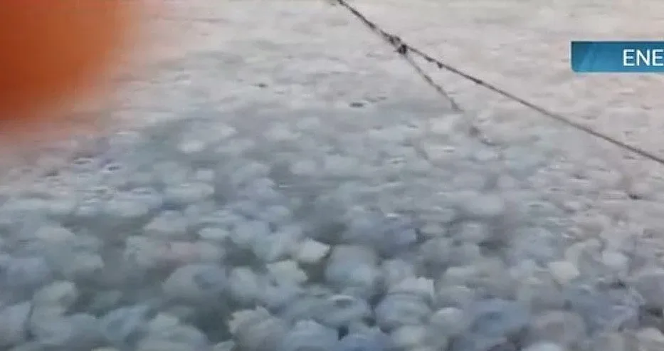 Румънците на нокти! Какво видяха в Черно море