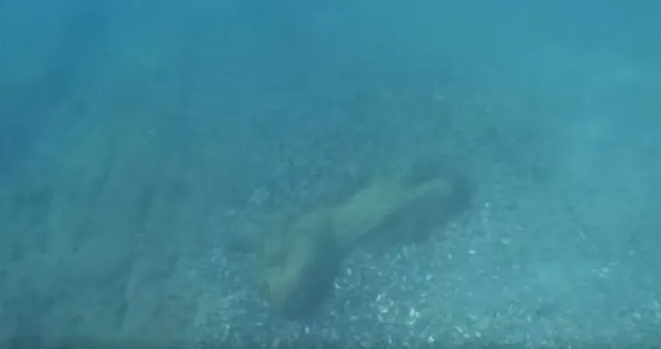 Водолазите изумени! Какво стои във водата в Приморско