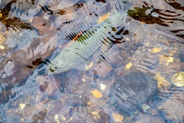 Започна поетапното зарибяване на р. Девинска